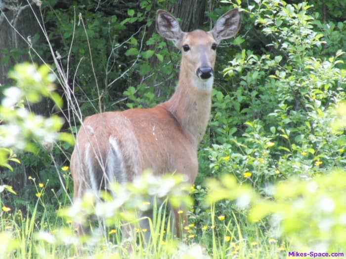 I was lucky to see a deer at the park. I was at the right place at the right time and I had my camera ready. It was not completely random. I made choices and took action.