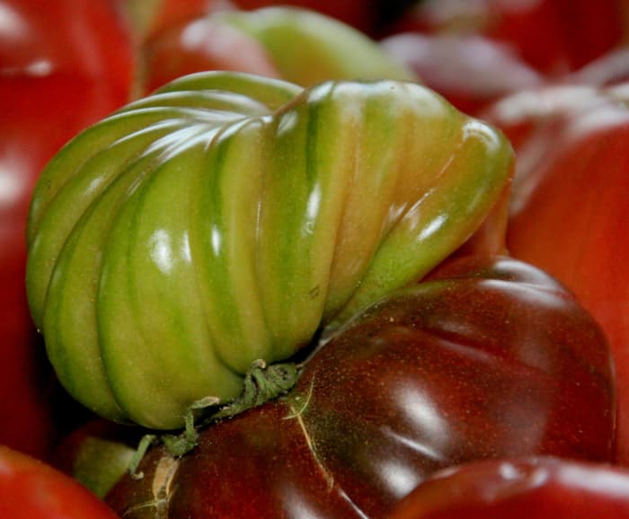 This unusual looking tomato is of the heirloom variety Cherokee Purple.