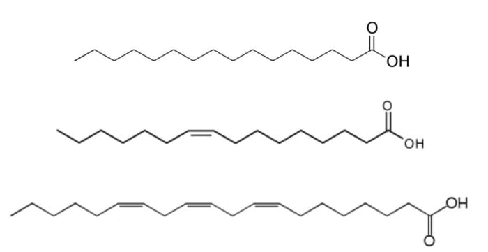 Figure 5: Structure of a saturated (top), monounsaturated (middle) and polyunsaturated fatty acid (bottom). Top: “Palmitic acid structure” by Edgar181 is in the public domain. Middle: “Chemical structure of the 9Z-hexadecenoic acid (palmitoleic aci