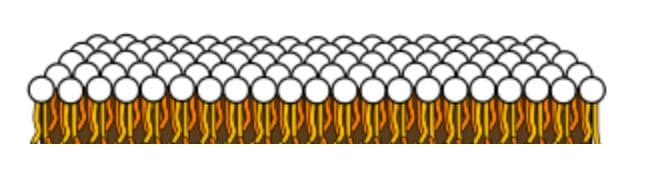 Figure 13: Sheet of phospholipids White circles represent phosphate groups. Orange and yellow lines represent fatty acids. Modified from “Phospholipid aqueous solution structures” by LadyofHats, which is in the public domain