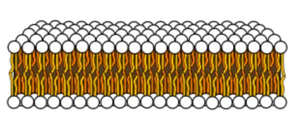 Figure 14: Drawing of a membrane White circles represent phosphate groups. Orange and yellow lines represent fatty acids. Modified from “Phospholipid aqueous solution structures” by LadyofHats, which is in the public domain.