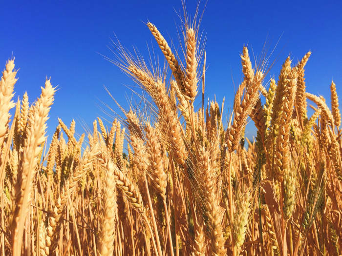 Some grains cause inflammation and irritation to the intestinal lining, leading to leaky gut and disease.