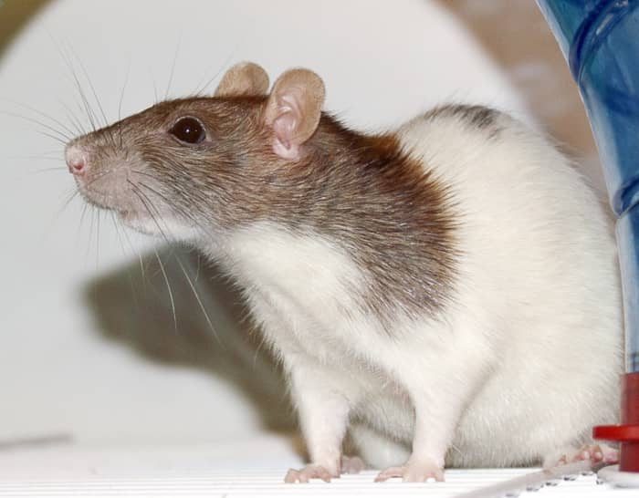 The effects of polyphenols have been studied in rats. The use of the animals in labs is controversial.