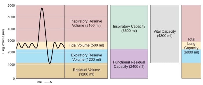 The average respiratory volume is about 0.5 L per cycle (tidal). The average person takes in 12–18 breaths per minute. On a high-carb diet this is too less to burn all the carbohydrates effectively. The results are slag and low Ph values in the body