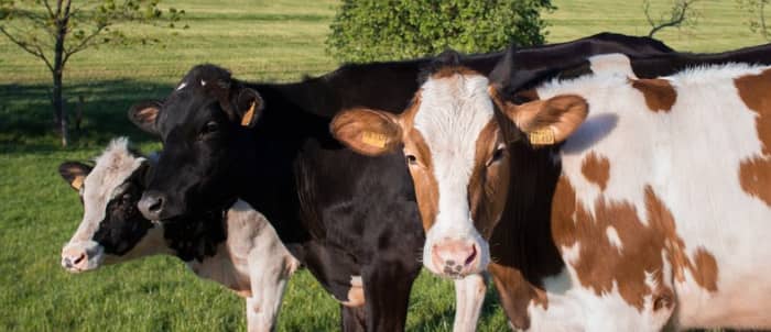 There was a time that all cows only produced A2 milk, now the Guernsey cow is the predominant cow that produces A2 milk.