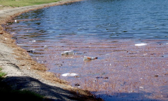 And look at this lakeshore. It's actually a reclamation pond with ducks, geese, wood hens, and all kinds of other birds. Families and loners like me come to feed the animals and fish. But . . . look at the trash they leave behind. It hurts everyone.