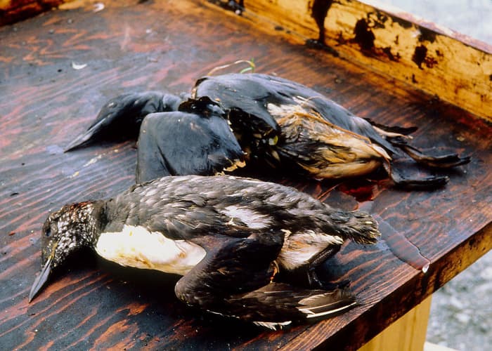 Oil spills end up coating and often killing everything for miles around.