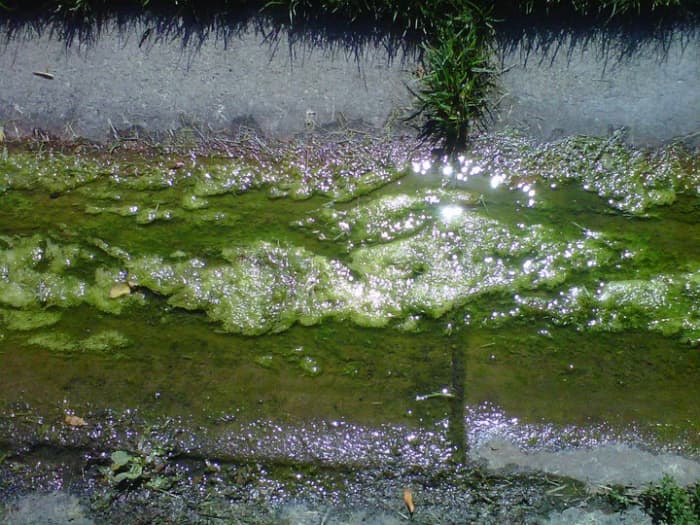 Storm Drain Algae Bloom - This green scum is algae that grows on urban and agricultural runoff. The role it plays in the oceans is to clean up biological and chemical toxins. It also breathes oxygen, so competes with oxygen-breathing fish.