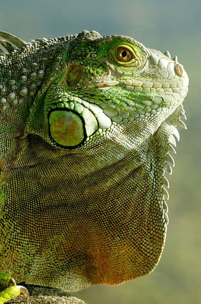 Iguanas and chameleons were abandoned in higher numbers and found to be in poor health after a Budweiser campaign.