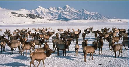 As well as having to survive a famine. People will have to survive a bitter northern hemisphere winter. The survivors would be those prepared to hunt and trap animals like Elk.