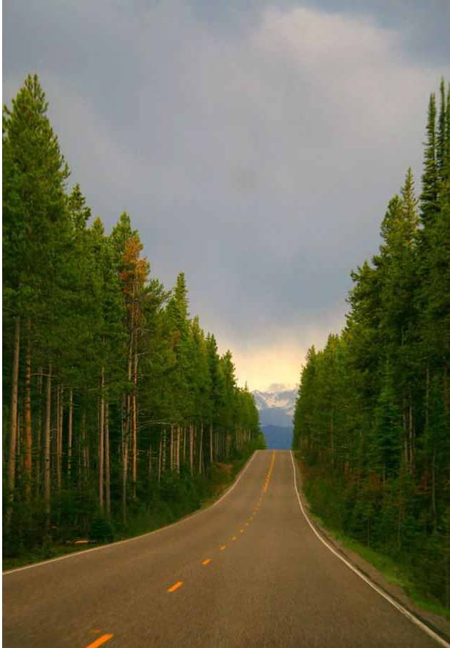Forests lining a highway.