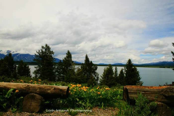 Fallen logs and growing trees.