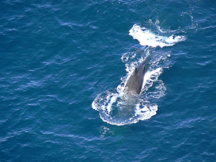 In 2013, a dead sperm whale was found in Spain with over 37 pounds of plastic and 59 plastic items in its stomach.