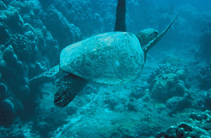 Turtles are especially susceptible to damage by plastic pollution in the ocean. This is a green turtle.