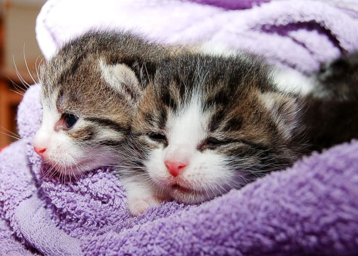 Cats are cute, but kittens can be even cuter. Attractive or funny videos or photos may be useful for charity fundraising.