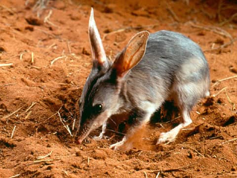This little fellow is a bilby. Predation by introduced species such as foxes has reduced the bilby population by 80 percent.