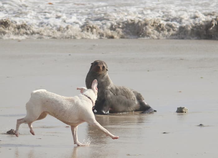 The owner of this dog should not have let him loose on the beach. Dogs can cause serious injury to wild animals who are not used to defending themselves against domesticated animals.