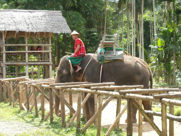 Animal attractions such as elephant rides should be avoided if you want to be an ethical tourist. Elephants are often abused and mistreated by handlers in order to make them domicile enough the ride.