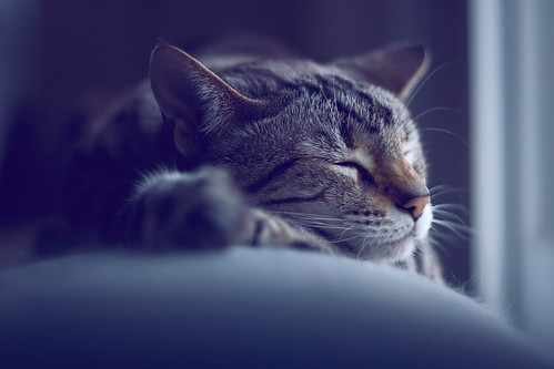 To truly master the art of idleness one needs to arrange to be reincarnated as a cat.