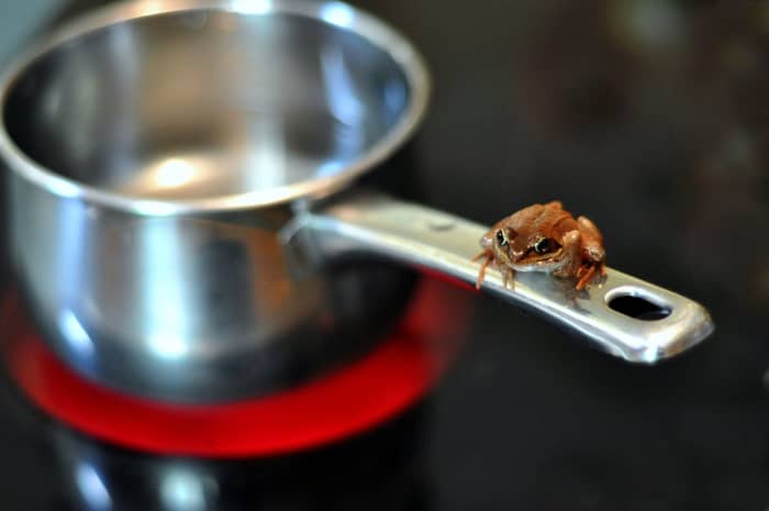 Photograph of a Frog on a Pan (2010); Photograph by James Lee courtesy of Wikimedia Commons. The Photographer has released this work with some rights reserved (see license): https://creativecommons.org/licenses/by/2.0/deed.en
