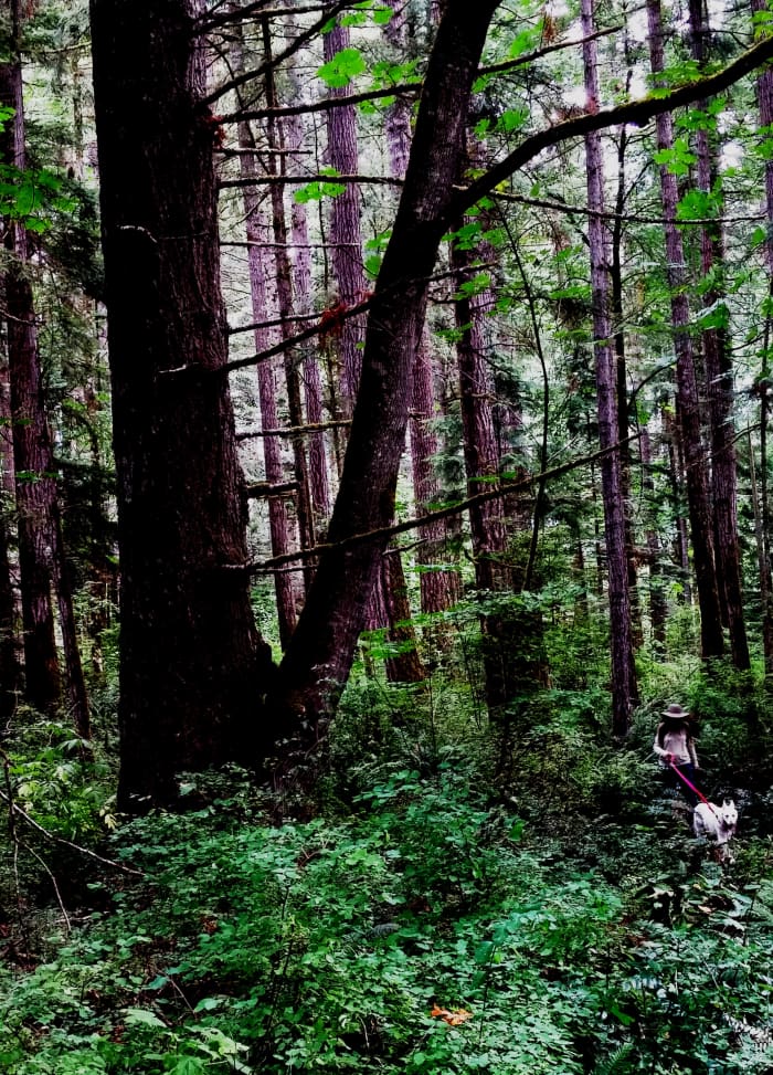 Where my husband used to walk our little dog while I did some shopping... she delighted in all the trails in the woods here.