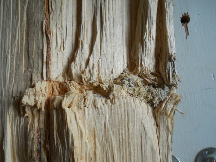 PPU 300 grain SP track through 7 inch lodge pole pine. Bullet traveled left to right. Expansion began at about 2 inches penetration.