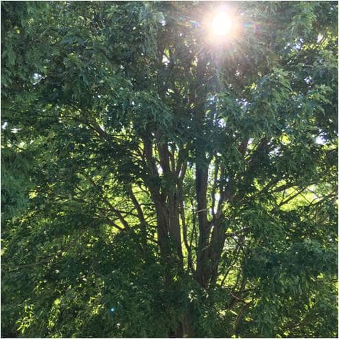 Plants use sunlight energy to capture carbon dioxide and build the ingredients of life.