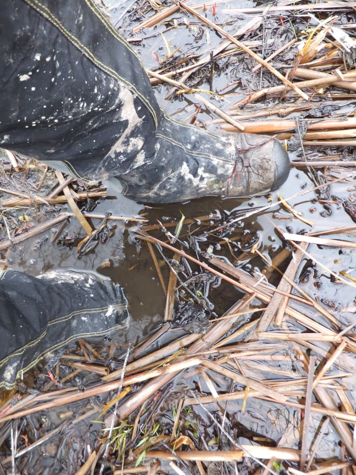 Walking through mud and water in the Iroquois National Wildlife Refuge with the Gypsum.