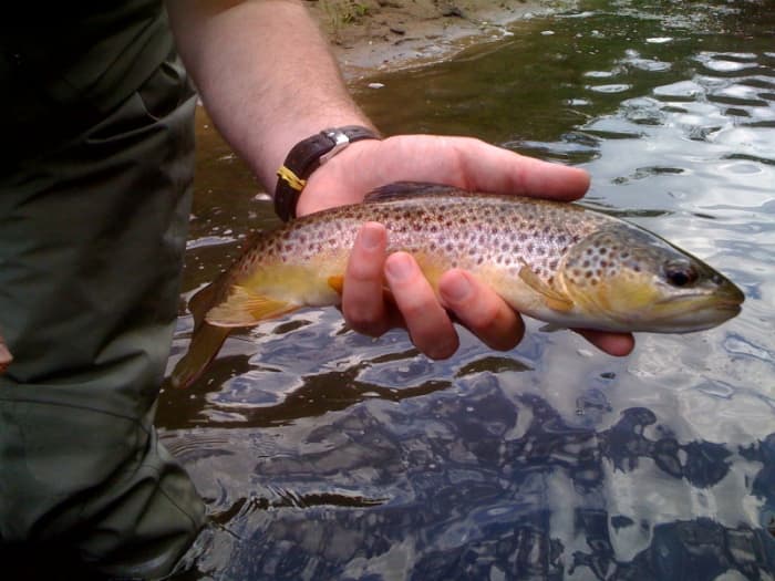 When targeting brown trout, like the one pictured here, consider going one size larger with your lure, and selecting natural colors.