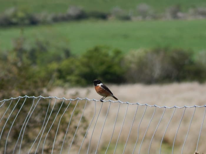 Whilst the mammals are shy, there is plenty of bird life to be seen. This European stonechat (Saxicola rubicola) was spotted during the walk.