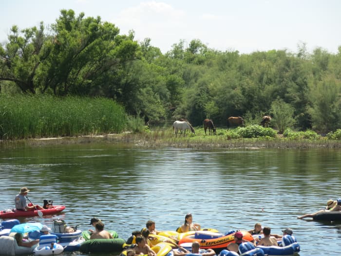 Saving the Salt River Wild Horses - Soapboxie