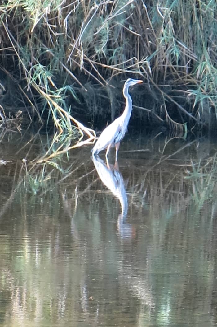 Mustangs are not the only wildlife in the Tonto National Forest. Area surrounding Salt River supports an abundance of wildlife in addition to the mustangs.