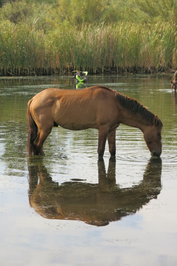 Wild Horse enjoying early evening snack of seaweed in Arizona's Salt River
