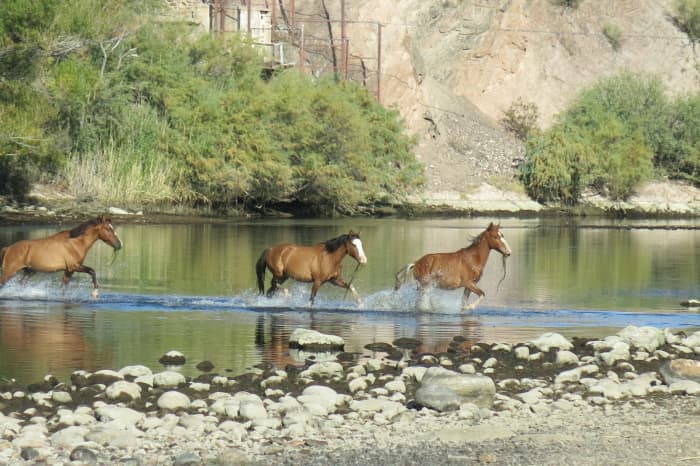 Group of mustangs, with seaweed they have been grazing on in the river hanging from their mouths, cross Salt River heading for grasslands on other side.