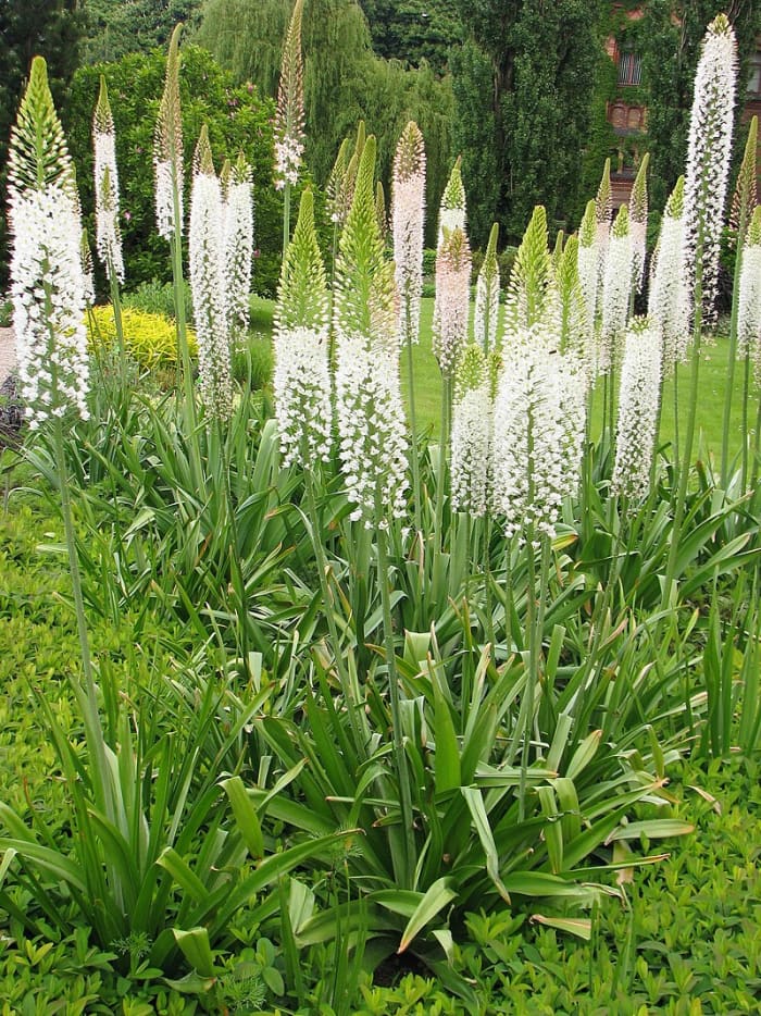 How to Grow Foxtail Lilies (Desert Candles) Dengarden