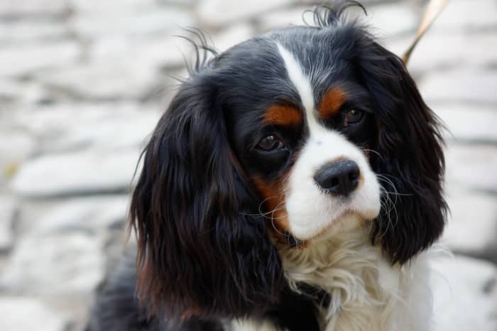 The Cavalier King Charles Spaniel is a great dog around kids.