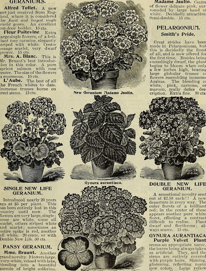 Gardeners have been growing purple passion plants for over a century. This catalog is from 1900.