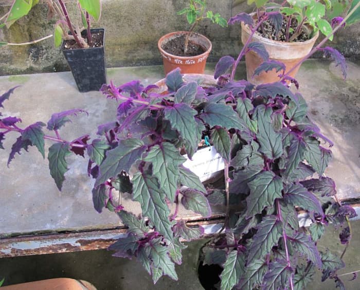 How To Grow Purple Passion Plant Velvet Plant Hubpages