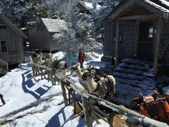 Winter, spring, summer and fall, you will find the llamas hitched to their posts so LeConte Lodge can maintain supplies. Eight llamas pack supplies in and out on theTrillium Gap/Rainbow Falls Trails.