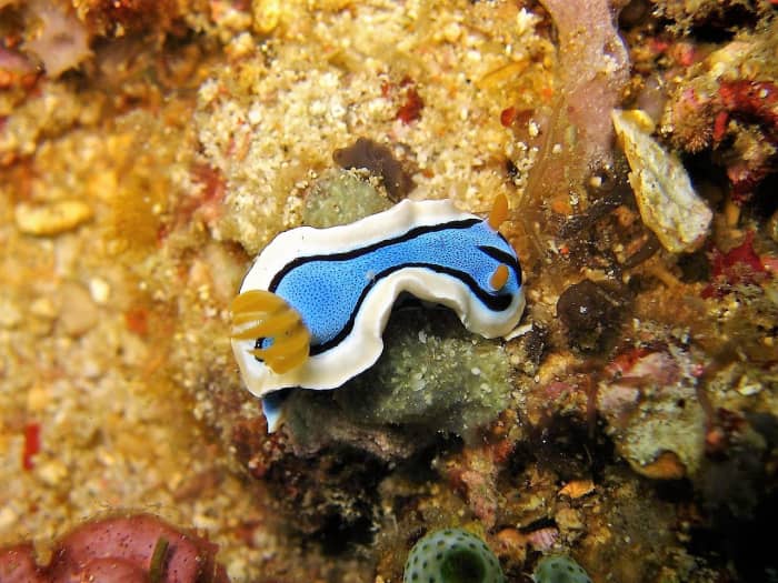 Chromodoris annae in the Phillippines
