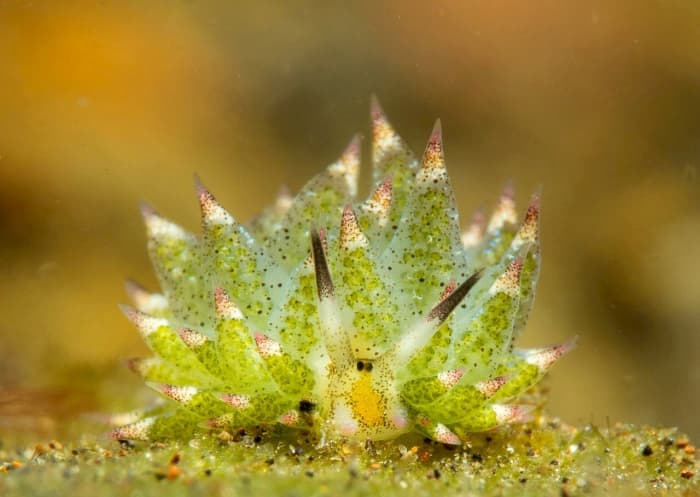 Costasiella kuroshimae