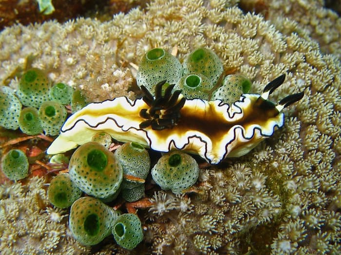 Doriprismatica atromarginata in the Philippines