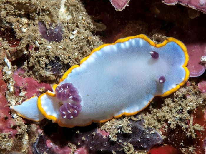 Felimida purpurea is found in Portugal. Its body color ranges from light purple to reddish purple. Its upper surface is outlined in yellow..