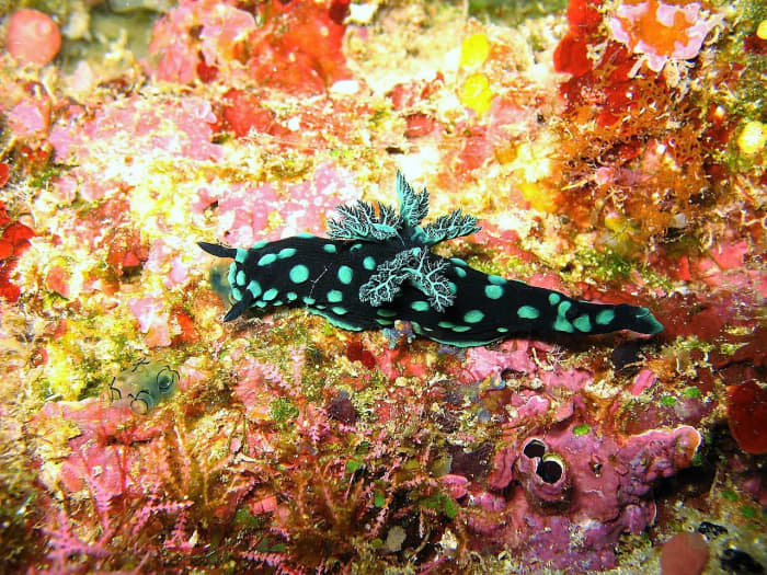 Nembrotha cristata is a sea slug that lives in Indonesia.The feathery structures on the top of the body are the gills.