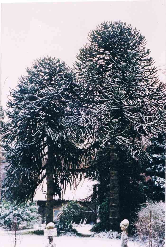 The male and female (left) Monkey Puzzle trees (in snow) were still producung viable seed up to 10 years ago until the female tree succumbed to old age.