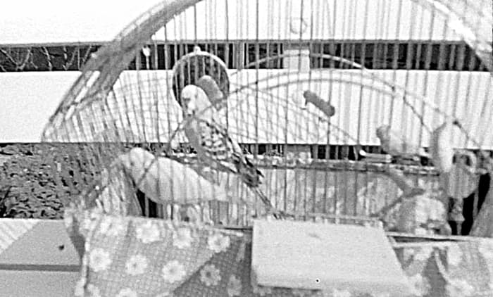 My budgie Tony enjoying the summer sunshine in the back garden. The other bird was a life-size toy one, which he seemed to think was real.