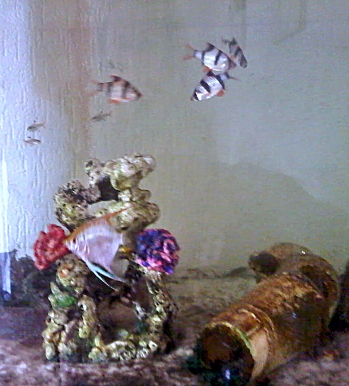 Some of my tropical fish today - my love of fish started as a child, when I won goldfish at the funfair.