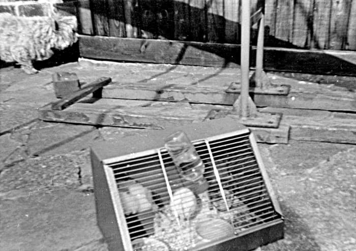 My dog Mitzie and hamster Snowy enjoying the summer sunshine on our patio in the back garden in the 1970s.