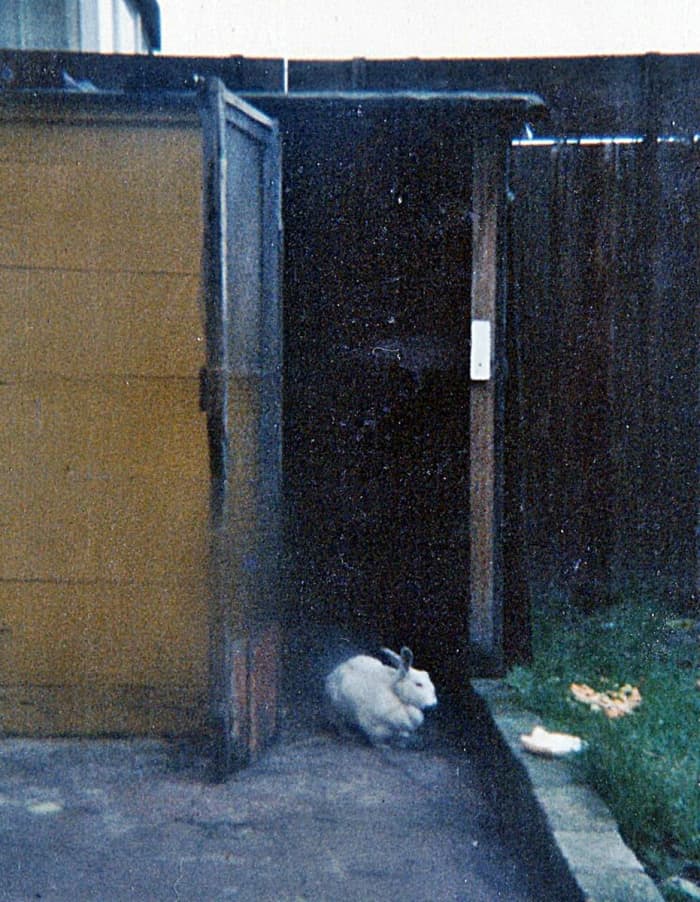 My rabbit Snowball in the doorway of his spectacular and massive hutch and run, which my dad had made especially.