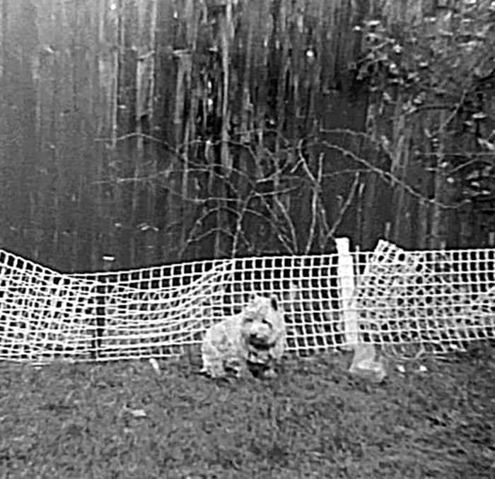 My dog sitting in the back garden in front of the fence dad had erected to try and stop my rabbit from eating his flowers. It didn't last long, however.